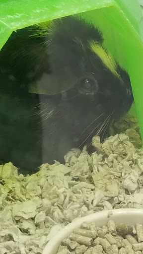 Pet Supply Store «Petco Animal Supplies», reviews and photos, 1333 Centennial Ave, Piscataway Township, NJ 08854, USA