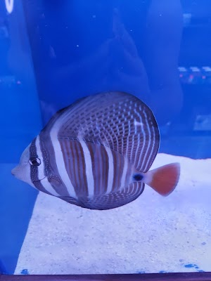 Reef Monsters - photo 33