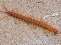 GR's Infantry Pest Control Bed Bug Exterminator - Photo 7 - Car repair in Atlanta, GA, Atlanta