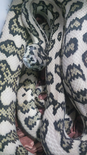 Tropical Fish Store «World Of Pets Inc», reviews and photos, 7199 Turfway Rd #2, Florence, KY 41042, USA