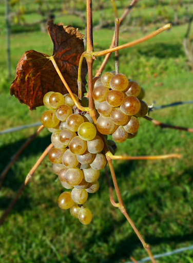 Vineyard «Stone Pillar Vineyard & Winery», reviews and photos, 11000 S Woodland St, Olathe, KS 66061, USA