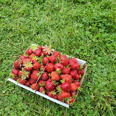 Sussex County Strawberry Farm
