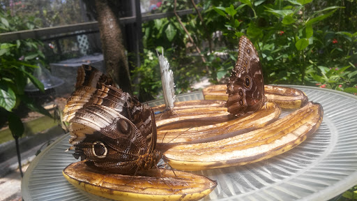 Tourist Attraction «Butterfly World», reviews and photos, 3600 W Sample Rd, Coconut Creek, FL 33073, USA