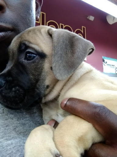 Pet Store «Petland Montgomery», reviews and photos, 7127 Eastchase Pkwy, Montgomery, AL 36117, USA