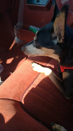 Pet Supply Store «Petco Animal Supplies», reviews and photos, 1601 Market Pl Dr #371, Great Falls, MT 59404, USA