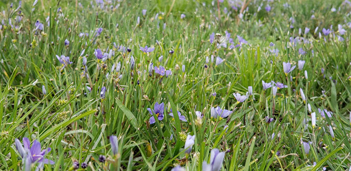 Golf Course «Waterview Golf Club», reviews and photos, 9509 Waterview Pkwy, Rowlett, TX 75089, USA