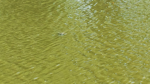 Park «Fords Park», reviews and photos, King Georges Rd, Woodbridge, NJ 07095, USA