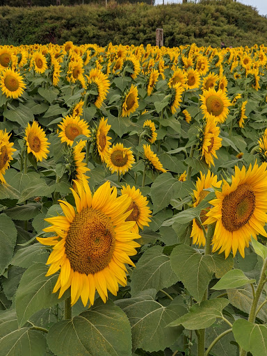 Golf Course «Knob Hill Golf Course», reviews and photos, 1 Shinnecock Dr, Manalapan Township, NJ 07726, USA