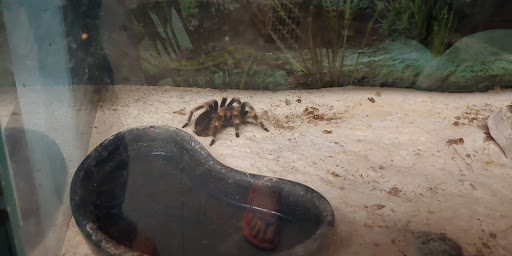 Pet Store «Island Pet Shop», reviews and photos, 55 Goodwin Dr # 102, Merritt Island, FL 32952, USA