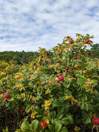 Hotel «Atlantic Oceanside Hotel & Event Center», reviews and photos, 119 Eden St, Bar Harbor, ME 04609, USA
