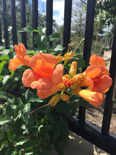 Park «Bicentennial Park», reviews and photos, 450 W Southlake Blvd, Southlake, TX 76092, USA