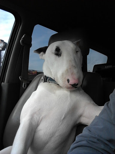 Pet Supply Store «Pet Depot», reviews and photos, 244 Seville St, Florence, AL 35630, USA