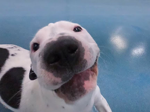 24 Hour Dog Daycare image