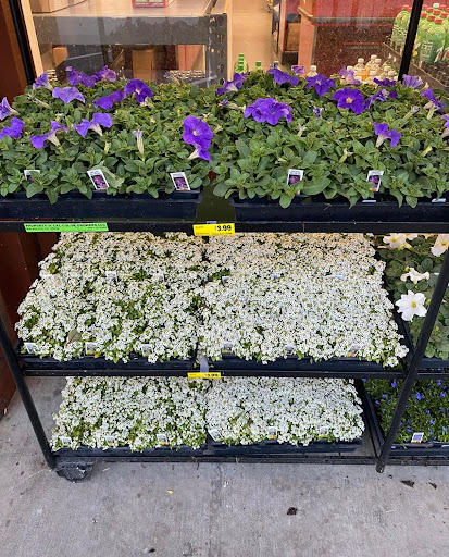 Grocery Store «Grocery Outlet Bargain Market», reviews and photos, 125 Hickey Blvd, South San Francisco, CA 94080, USA