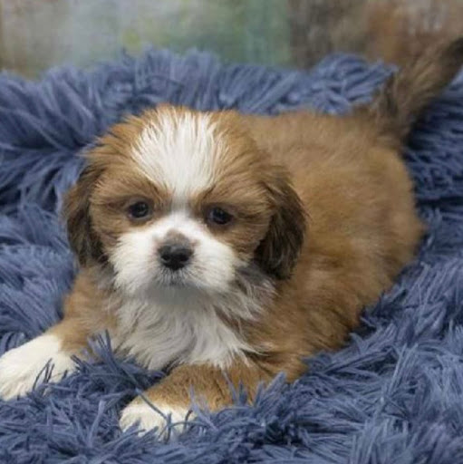 Pet Store «Pet Express», reviews and photos, 100 Independence Way, Danvers, MA 01923, USA