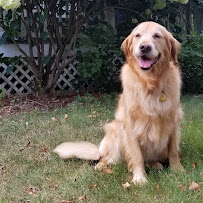 happytails DOG WALKING & PET CARE SERVICES - Photo 2 - Car repair in Acton, MA, Lowell