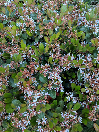 Park «Frisco Central Park», reviews and photos, 3155 Parkwood Blvd, Frisco, TX 75034, USA