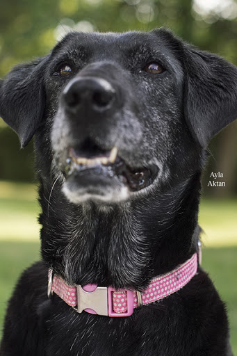 Pet Supply Store «Petco Animal Supplies», reviews and photos, 6280 S Westnedge Ave, Portage, MI 49002, USA