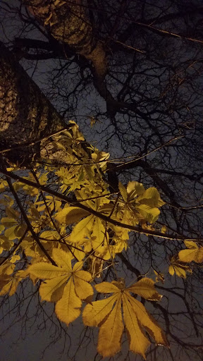 Park «Couch City Park», reviews and photos, 1961 NW Glisan St, Portland, OR 97209, USA