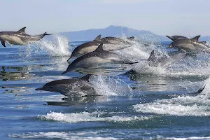 Bay Explorer - Dolphin and Wildlife Cruises image