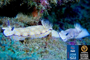 Poseidon Diving Centre Nilaveli Trincomalee - PADI 5 Star IDC Dive Centre image