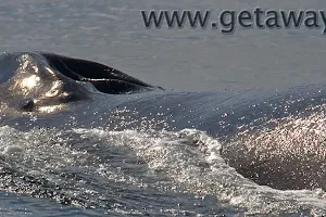 Whale Watching Gold Coast Getaway Sailing image