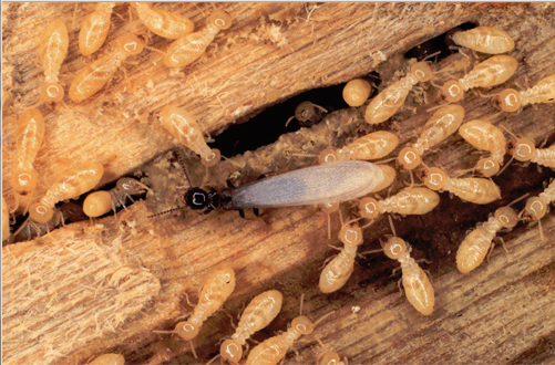 Evergreen Pest and Termite