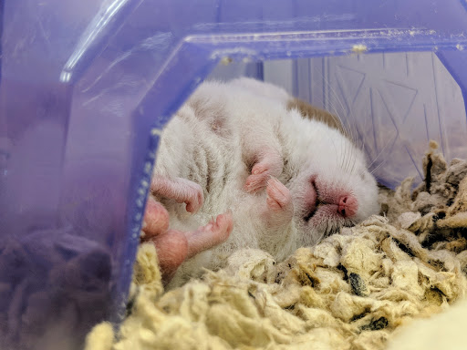 Pet Supply Store «Petco Animal Supplies», reviews and photos, 4915 E 41st St C, Tulsa, OK 74135, USA