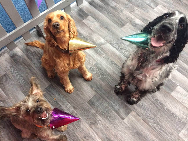 Aunties Doggie Daycare, Grooming & Shop - Dog trainer