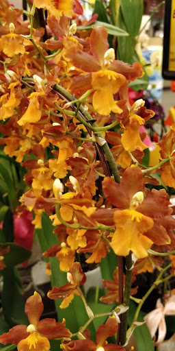 Grocery Store «Safeway», reviews and photos, 12200 E Mississippi Ave, Aurora, CO 80014, USA