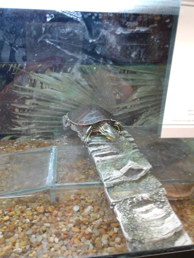 Pet Supply Store «PetSmart», reviews and photos, 601 Centerview Blvd, Kissimmee, FL 34741, USA