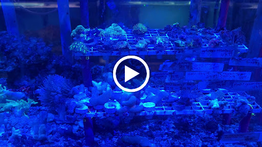 Tropical Fish Store «Azalea Aquariums», reviews and photos, 5112 Richmond Henrico Turnpike A, Richmond, VA 23227, USA