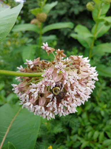 Discount Store «Dollar General», reviews and photos, 553 W Main St, Mount Joy, PA 17552, USA
