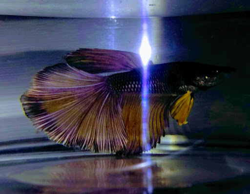 Pet Supply Store «Petco Animal Supplies», reviews and photos, 125 Lincoln Hwy, Exton, PA 19341, USA