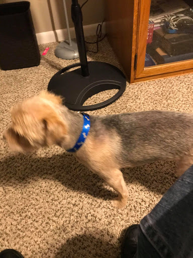 Pet Supply Store «PetSmart», reviews and photos, 1734 Old Fort Pkwy, Murfreesboro, TN 37129, USA