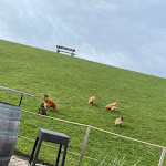 Photo n°3 de l'avis de D... fait le 01/04/2024 à 13:31 sur le  Achtern Diek (Imb.) Hooger Fähre à Pellworm