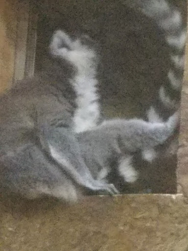 Pet Store «Lost Realms Pets», reviews and photos, 8059 N Cedar Ave, Fresno, CA 93720, USA