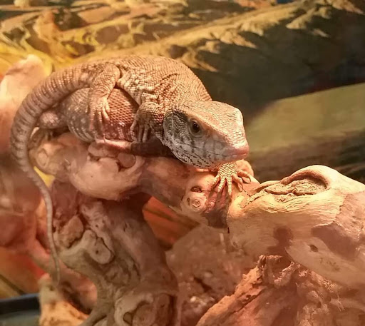 Pet Store «Fins and Skins», reviews and photos, 8451 49th St N, Pinellas Park, FL 33781, USA