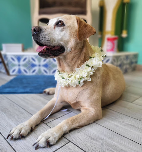 Pensioni per cani e dog hotel a Oh My Dog! Beauty Pet Salon