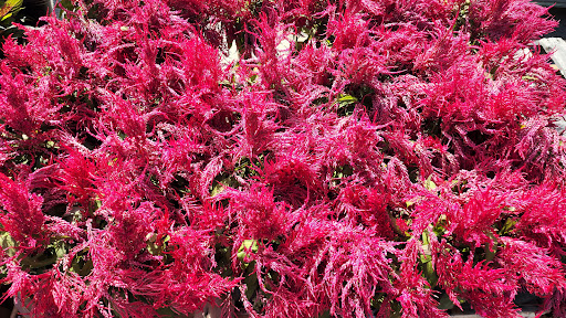 Department Store «Rural King», reviews and photos, 2947 S Washington St, Kokomo, IN 46902, USA