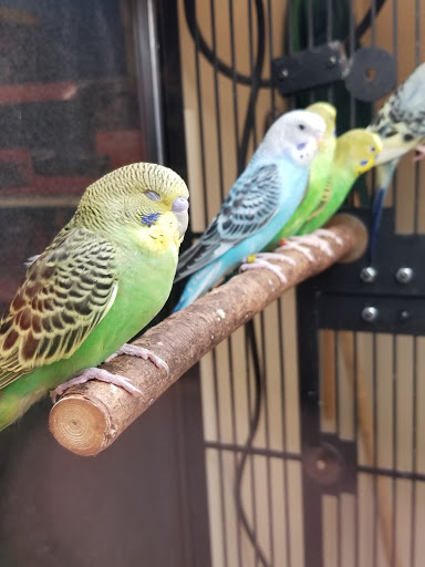 Parrot shops in Salt Lake CIty