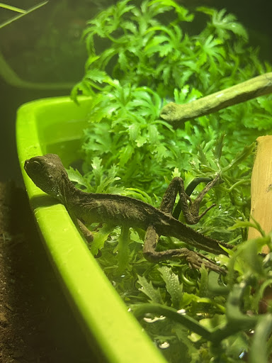 Pet Store «Animart», reviews and photos, 4303 E Towne Way, Madison, WI 53704, USA