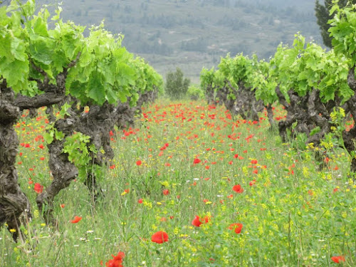 Domaine du Phénix à Peyriac-de-Mer