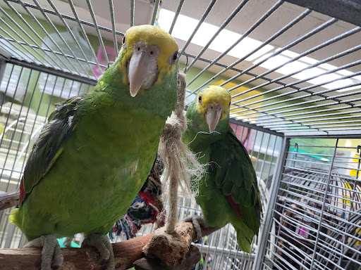 Pet Store «Louis Birds Pets & Supplies», reviews and photos, 80 Keyes St, San Jose, CA 95122, USA