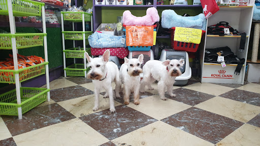 Peluquerias caninas y de mascotas en Cádiz de 2024