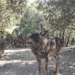 Photo n°6 de l'avis de Ambra.a fait le 18/04/2022 à 20:06 sur le  Donnortei à Fonni