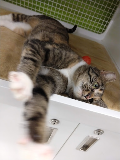 Pet Supply Store «Petco Animal Supplies», reviews and photos, 27111 167th Pl SE #113, Covington, WA 98042, USA