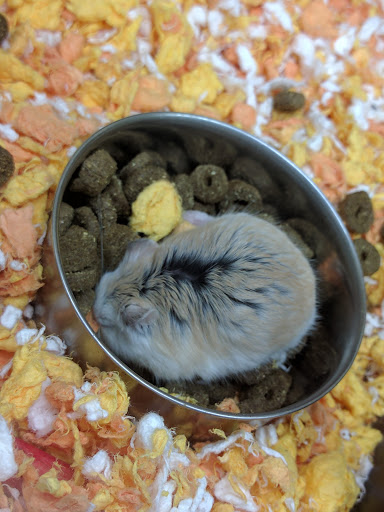 Pet Supply Store «PetSmart», reviews and photos, 208 Mariner Way, Biddeford, ME 04005, USA