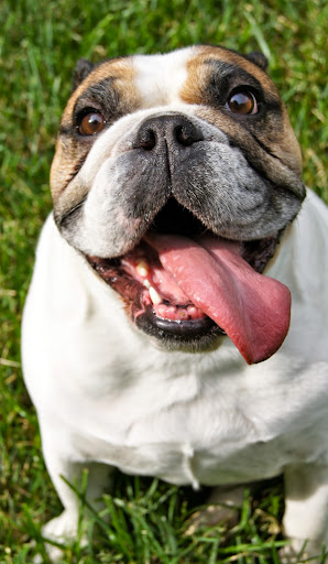 Pet Boarding Service «About Pets Center», reviews and photos, 1604 Conehurst Blvd, Salem, VA 24153, USA