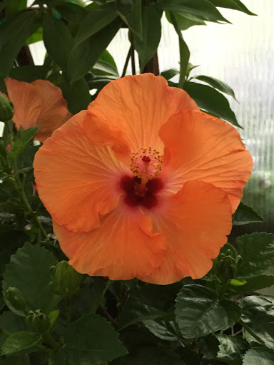 Florist «Pletschers», reviews and photos, 641 Old Hwy 8 SW, New Brighton, MN 55112, USA